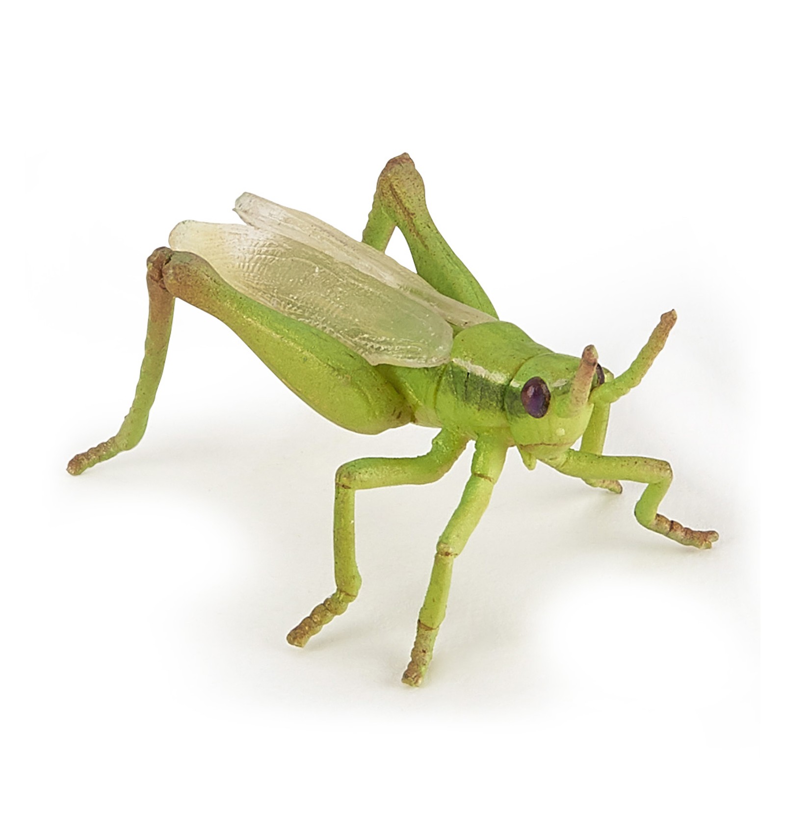 Cavalletta - Papo