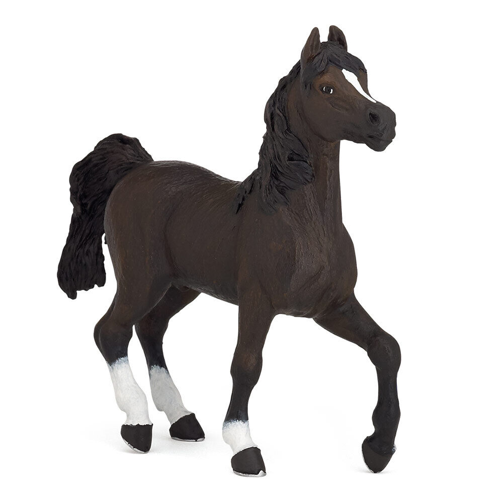 Cavallo Arabo - Papo
