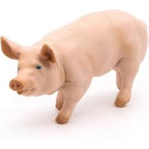 Maiale - Papo