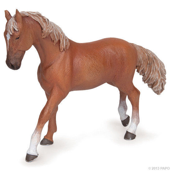 Cavallo Anglo-Arabo - Papo