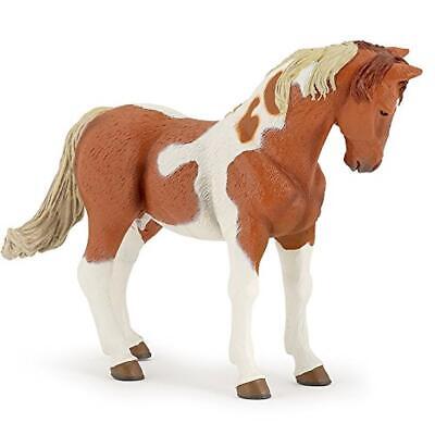 Cavallo Pinto - Papo