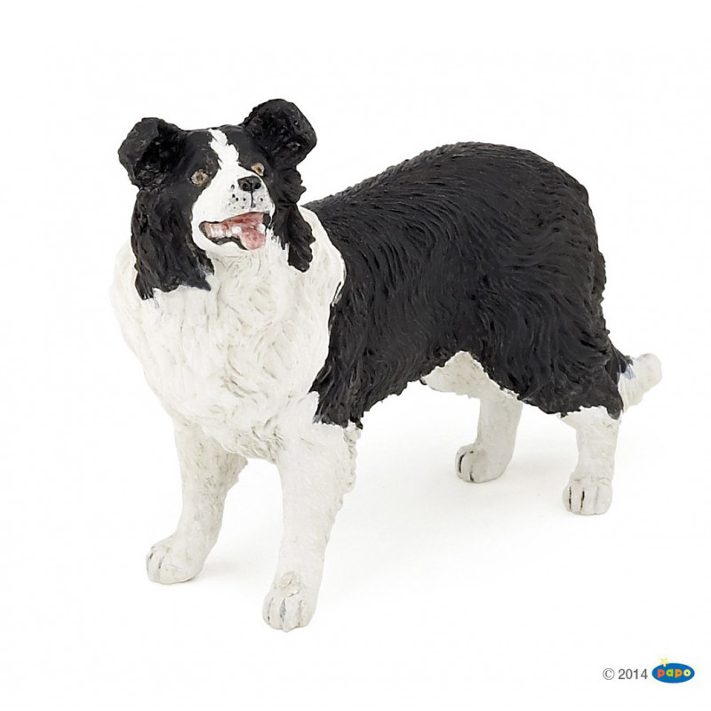Border collie - Papo